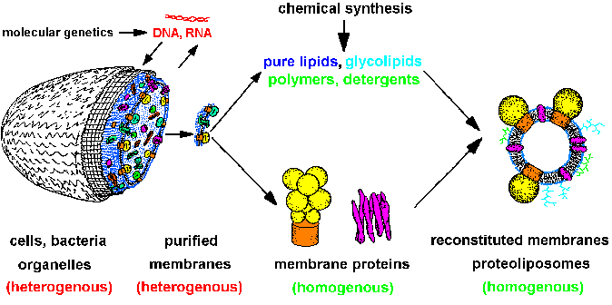 lipids model